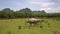 Buffaloes with large horns graze on meadow upper view