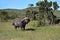 Buffaloes in the Masai Mara