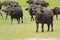 Buffaloes in Murchison Falls National Park in Uganda