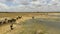 Buffaloes in the national park. Sri Lanka.