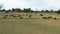 Buffaloes in the national park.Sri Lanka.