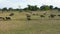 Buffaloes in the national park.Sri Lanka.