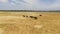 Buffaloes in the national park. Sri Lanka.