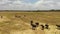 Buffaloes in the national park. Sri Lanka.