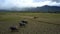 Buffaloes Pasture on Rice Fields against Jungle