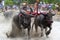 Buffaloes racing