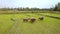 Buffaloes on Rice Field Go to and Look at Drone with Interest