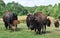 Buffaloes Roaming in a Field