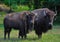 Buffaloes Roaming in a Field
