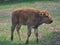 Buffaloes Roaming in a Field