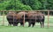 Buffaloes Roaming in a Field