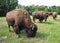 Buffaloes Roaming in a Field