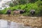 Buffaloes and their calves on the bank of the river