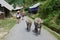 Buffaloes in a village in Vietnam