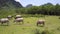 Buffaloes walk and eat grass in field on day upper view