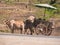 Buffaloes with a wooden cart and umbrella stand in the road against the background of land with stumps