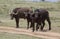 Buffalos in Africa