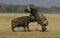 Buffalos fighting