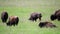 Buffalos Grazing, Yellowstone Bisons - Yellowstone National Park, Wyoming