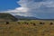 Buffalos grazing at Yellowstone National Park