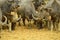 Buffalos herd graze on dry field