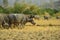 Buffalos herd graze on dry paddy fields