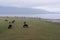 Buffalos in Kerkini Lake