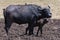 Buffalos, the mother and its baby