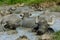 Buffalos in the mud from Bazna village, Sibiu county, Transylvania, Romania