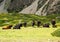 Buffalos parked on grassy flat patch