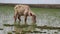 Buffalos in the river, herd, eating grass, southern
