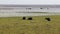 Buffalos in the river, herd, eating grass, southern