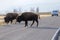 Buffalos on the road