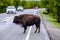 Buffalos on road in Yellowstone National Park