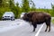 Buffalos on road in Yellowstone National Park