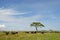 Buffalos in Serengeti