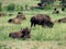 Buffalos taking a siesta