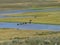 Buffalos at Yellowstone