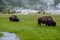 Buffalos in Yellowstone National Park