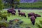 Buffalos in Yellowstone National Park