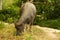 Buffelo cattle breed in traditional local style farm on Flores, Indonesia