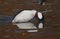 Bufflehead