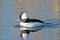 Bufflehead