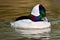 Bufflehead