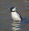 Bufflehead