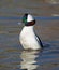 Bufflehead