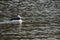 Bufflehead