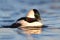 Bufflehead (Bucephala albeola)