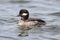 Bufflehead (Bucephala albeola)