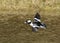 The bufflehead, Bucephala albeola, in flight